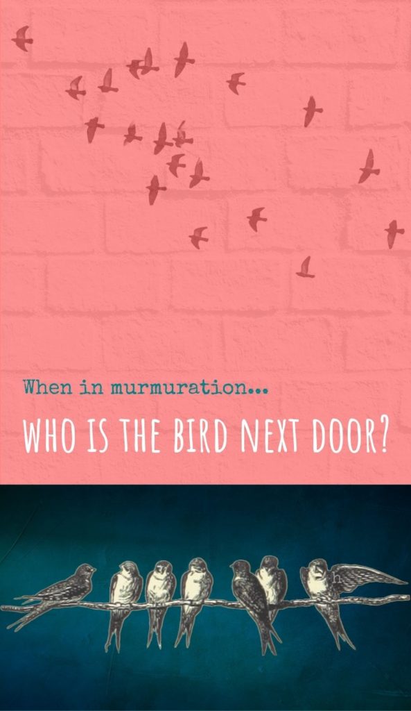 When in murmuration, who is the bird next door?